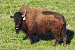 Alltech Buffalo