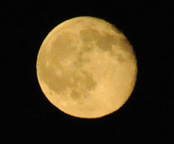 Alltech Moon