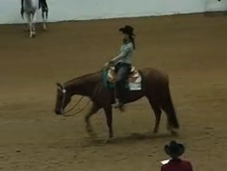 Appaloosa Web Cam