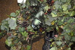 Walking Vine