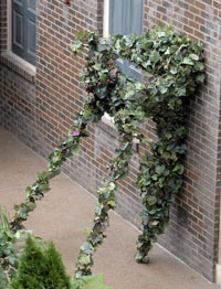 Walking Vine
