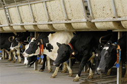 Cows In Australia Biotech Research