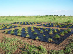 Australia Ryegrass Field Trial