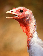turkey