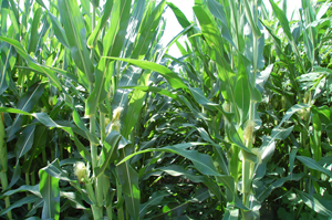 corn 2009