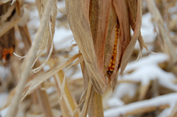corn