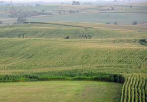 corn fields