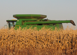 corn harvest