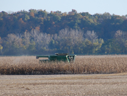 corn harvest