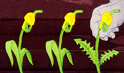 Business Week Corn Image