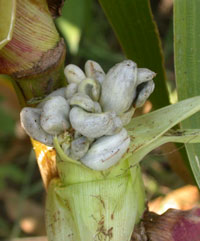 corn