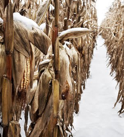 corn