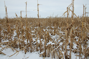 corn