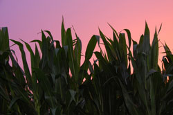 corn sunset