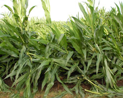 downed corn