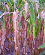 drought corn