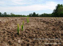 kelly robertson corn