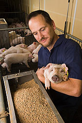 ARS piglets like ddgs