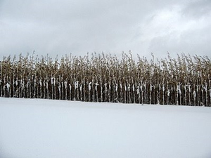 corn