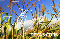 Texas Corn