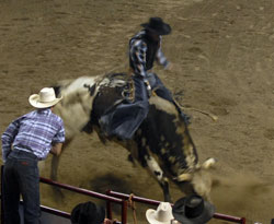PBR Rider