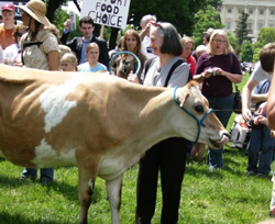 amish milk
