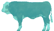 Bovine Genome Project