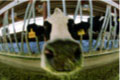 Dairy Farming Today