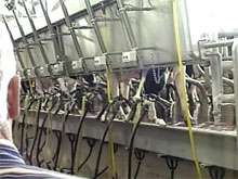 Milking Parlor