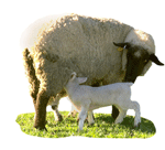 Sheep