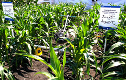 Dow AgroSciences Demo