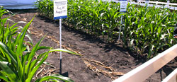 Dow AgroSciences Demo
