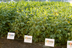Monsanto Road Map To Success Tour