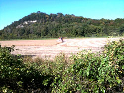 MO Soybean harvest