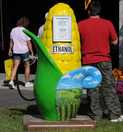Corn at Farm Science Review