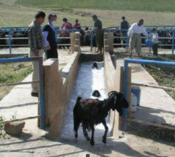 Sheep Dip Tanks