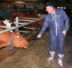 Cow Interview