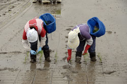 Manual Rice Planting