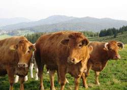 Austrian Cows
