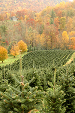 trees