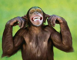 monkey