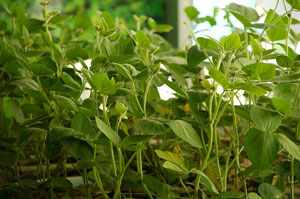 Monsanto soybeans