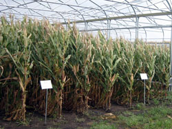Yieldgard Plus Stress Plot