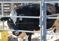 novus green acres