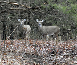 Backyard Bambi's