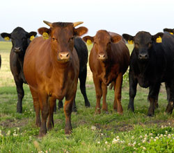 Pfizer Cattle