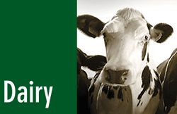Pfizer Dairy