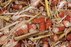Corn Cobs
