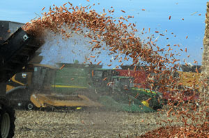 Corn Harvest
