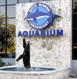 Mote Aquarium